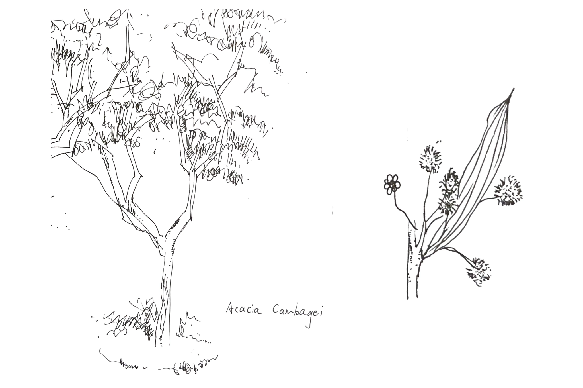 Hand-drawn botanical study of Acacia cambagei