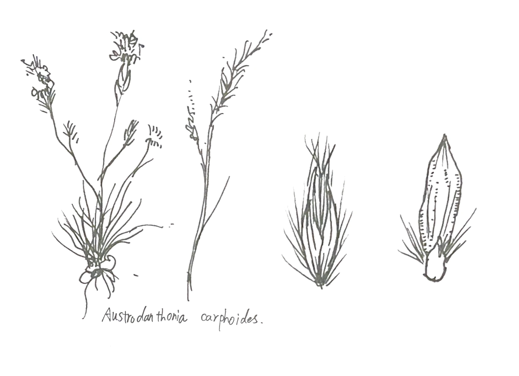 Hand-drawn botanical study of Austrodanthonia carphoides