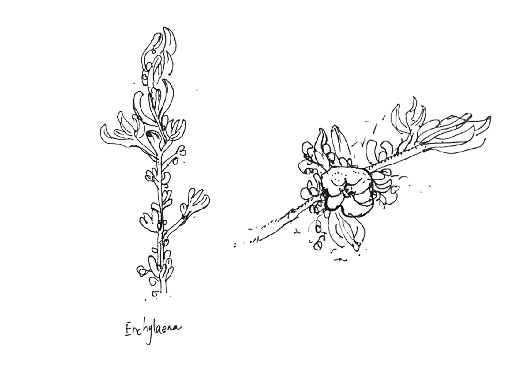 Hand-drawn botanical study of Enchylaena