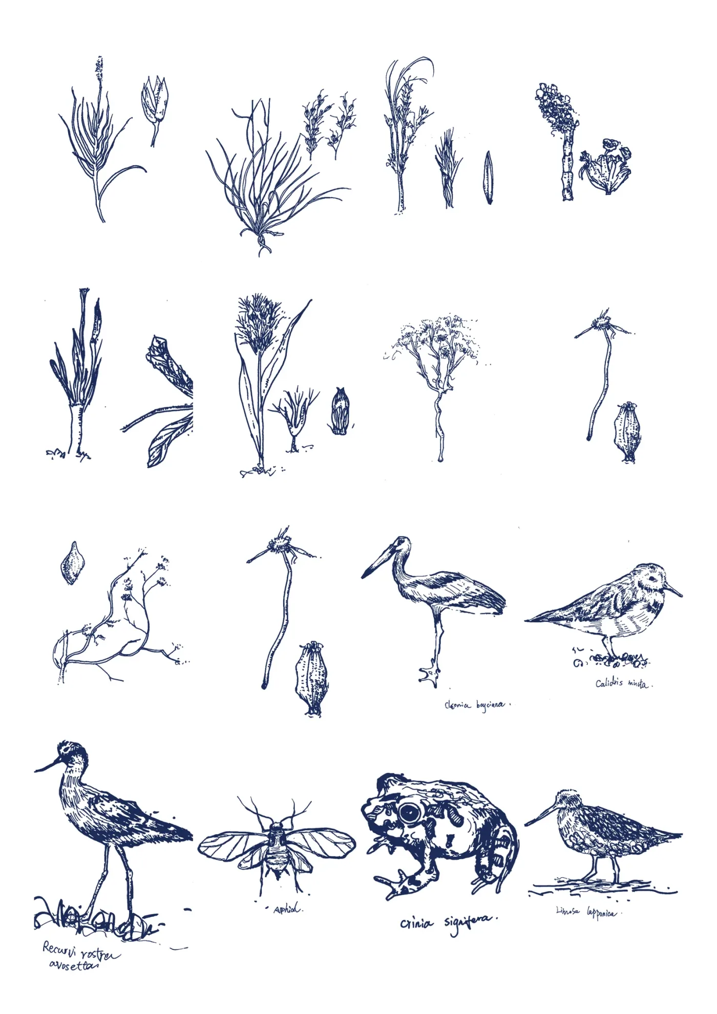 Hand-drawn studies of plants, birds, insects and wetland species