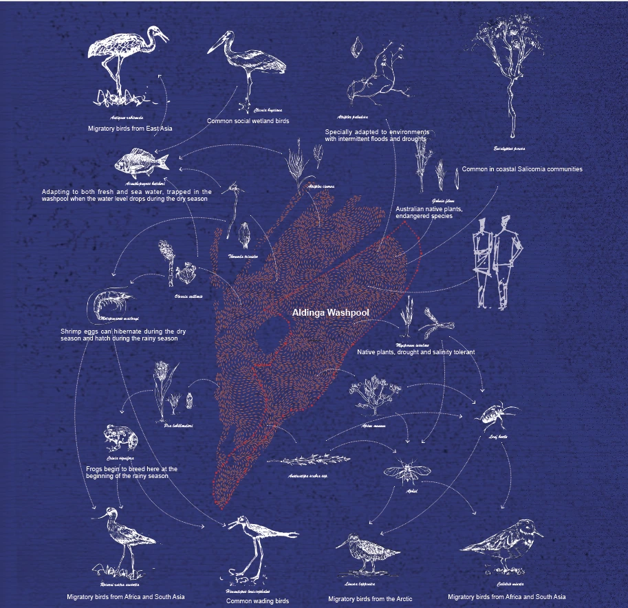 Aldinga Washpool ecological relationships diagram
